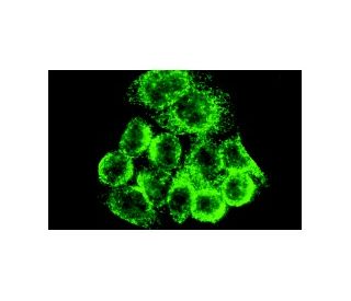 Integrin &beta;1/ITGB1 Antibody (K-20) - Immunofluorescence - Image 10181 