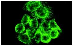 B子 integrin-beta1-antibody-4b7r-