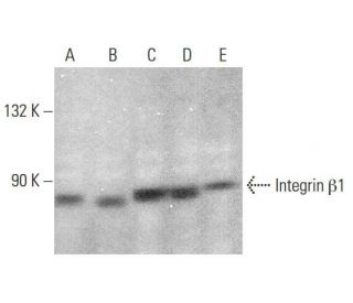 B子 integrin-beta1-antibody-4b7r-