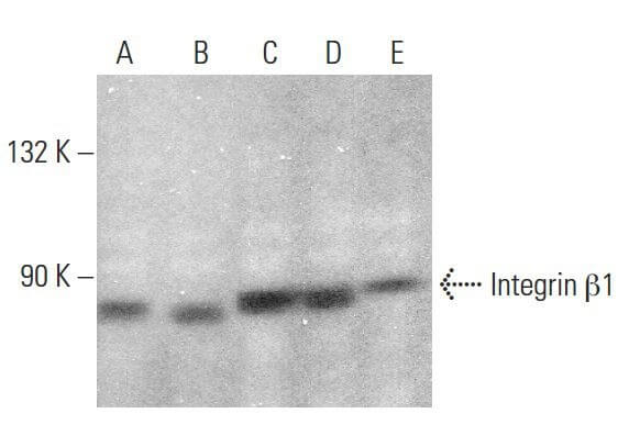 Anti-Integrin β1/ITGB1 Antibody (K-20) | SCBT - Santa Cruz Biotechnology