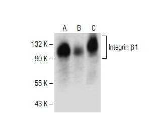 western blotting image from recommended Integrin β1/ITGB1 (A-4) monoclonal antibody replacement. Image 150532