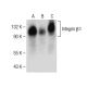 western blotting image from recommended Integrin β1/ITGB1 (A-4) monoclonal antibody replacement. Image 150532