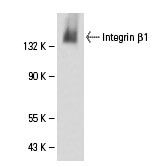 integrin-beta1-antibody-ts2-16