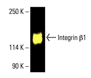 Integrin &beta;1/ITGB1 Antibody (TS2/16) - Western Blotting - Image 411093 