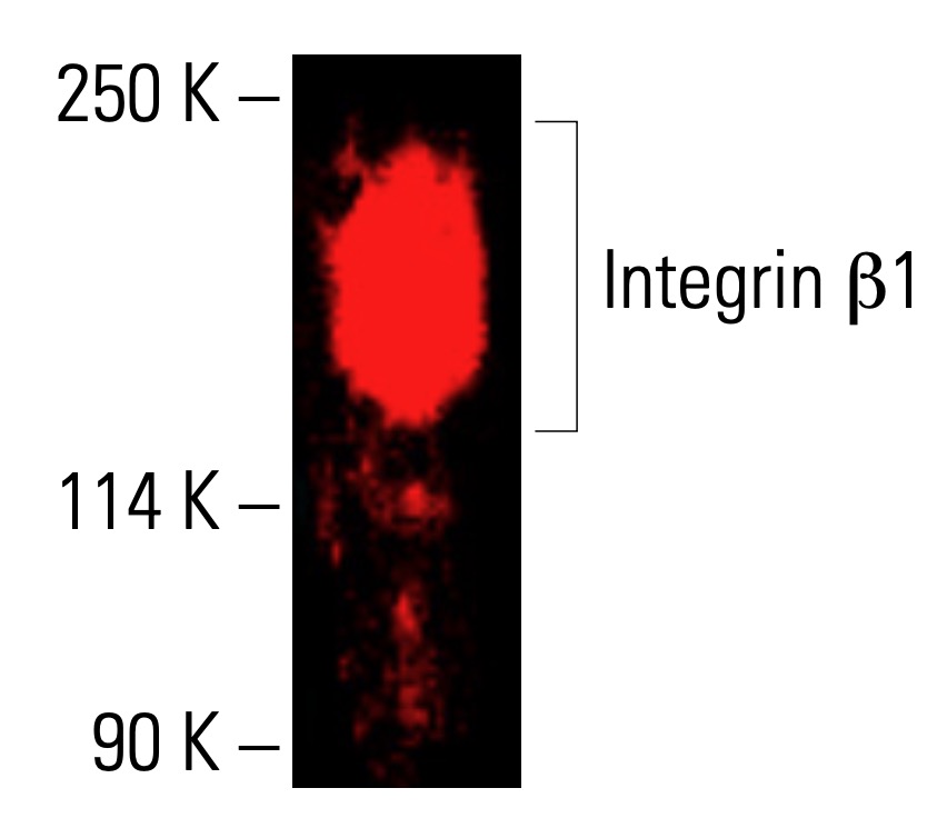 Integrin β1/ITGB1 Antibody (TS2/16) | SCBT - Santa Cruz Biotechnology