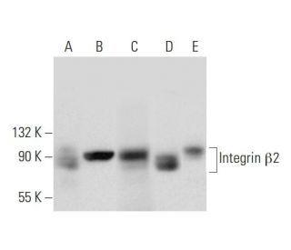 Integrin &beta;2/ITGB2/CD18 Antibody (C-4) - Western Blotting - Image 298587 