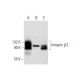 Integrin β2/ITGB2/CD18 Antibody (F-3) - Western Blotting - Image 298615 
