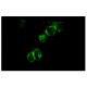 Integrin β2 Antibody (P4H9) - Immunofluorescence - Image 5234 