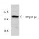 Integrin β2 Antibody (P4H9) - Western Blotting - Image 354818 