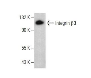 みりあん☺︎⑦ integrin-beta3-antibody-d-11-