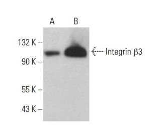しもとページ Integrin β3/ITGB3/CD61 Antibody (D-11) | SCBT - Santa Cruz