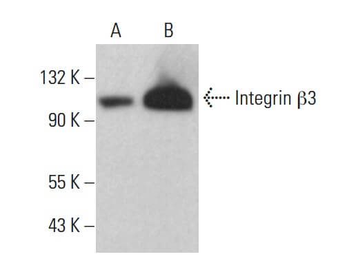 Integrin Wb Close