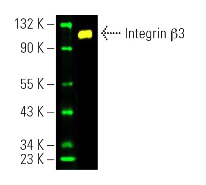 integrin-beta3-antibody-d-11-