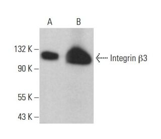 western blotting image from recommended Integrin β3/ITGB3/CD61 (D-11) monoclonal antibody replacement. Image 380266