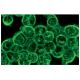 Integrin β3/ITGB3/CD61 Antibody (NaM28-7D6) - Immunofluorescence - Image 12931 
