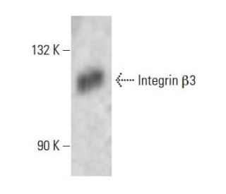 Integrin &beta;3/ITGB3/CD61 Antibody (NaM28-7D6) - Western Blotting - Image 14040 