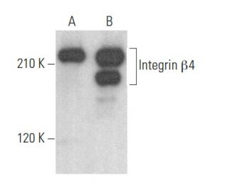 Integrin &beta;4/ITGB4/CD104 Antibody (B-7) - Western Blotting - Image 354487 