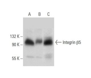 Integrin &beta;5/ITGB5 Antibody (B-1) - Western Blotting - Image 303370 