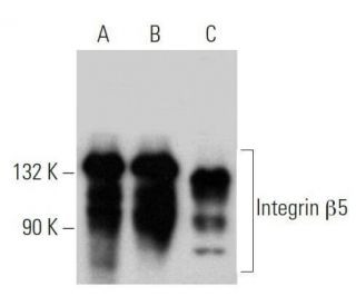 Integrin &beta;5/ITGB5 Antibody (B-10) - Western Blotting - Image 356171 