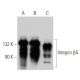 Integrin β5/ITGB5 Antibody (B-10) - Western Blotting - Image 356171 