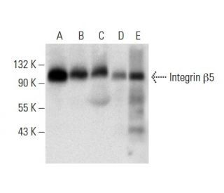 western blotting image from recommended Integrin β5/ITGB5 (F-5) monoclonal antibody replacement. Image 303371