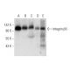 western blotting image from recommended Integrin β5/ITGB5 (F-5) monoclonal antibody replacement. Image 303371