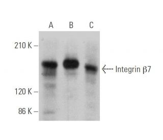 Integrin &beta;7/ITGB7 Antibody (D-5) - Western Blotting - Image 346501 