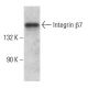 Integrin β7/ITGB7 Antibody (D-5) - Western Blotting - Image 381368