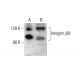 western blotting image from recommended Integrin β8/ITGB8 (E-6) monoclonal antibody replacement. Image 382858