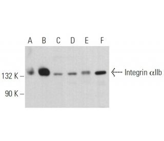 Integrin &alpha;IIb/ITGA2B/CD41 Antibody (B-9) - Western Blotting - Image 379369Each CRISPR/Cas9 Knockout (KO) Plasmid product consists of a pool of 3 plasmids designed to ensure identification and cleavage of a specific gene for maximum knockout efficiency. Each plasmid encodes a unique 20 nt sequence derived from the GeCKO (v2) library. 
