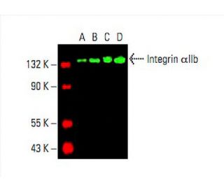 Integrin αIIb/ITGA2B/CD41 Antibody (B-9) - Western Blotting - Image 393147