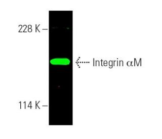 Integrin αM/CD11b Antibody (A-8) - Western Blotting - Image 388904