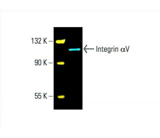 Integrin αV/ITGAV/CD51 Antibody (P2W7) - Western Blotting - Image 392308