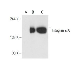Integrin αX/ITGAX/CD11c Antibody (B-6) - Western Blotting - Image 63029