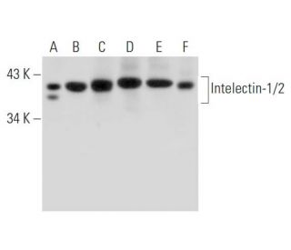 Intelectin-1/2 Antibody (3G1B3) - Western Blotting - Image 333884 