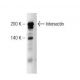 Intersectin Antibody (29) - Western Blotting - Image 127537 