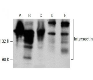 Intersectin Antibody (29) - Western Blotting - Image 387977 