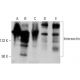 Intersectin Antibody (29) - Western Blotting - Image 387977 