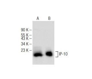 western blotting image from recommended IP-10 (E-2) monoclonal antibody replacement. Image 148741