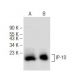 western blotting image from recommended IP-10 (E-2) monoclonal antibody replacement. Image 148741