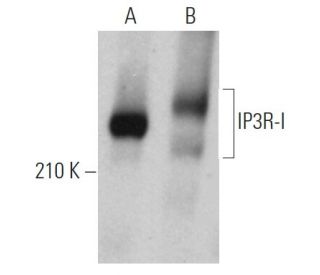 western blotting image from recommended IP3R-I (E-8) monoclonal antibody replacement. Image 361087
