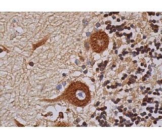 IP3R-I Antibody (E-8) - Immunohistochemistry - Image 363387 