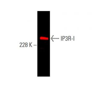 らいり catalase Antibody (H-9) | SCBT - Santa Cruz Biotechnology