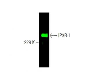 IP3R-I Antibody (E-8) - Western Blotting - Image 378941 