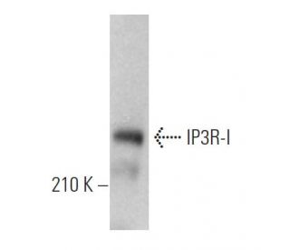 IP3R-I Antibody (E-8) - Western Blotting - Image 361084 