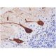 immunohistochemistry image from recommended IP3R-I/II/III (B-2) monoclonal antibody replacement. Image 286532