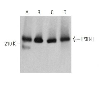 IP3R-II Antibody (A-5) - Western Blotting - Image 363448 