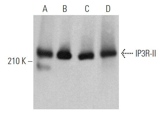IP3R-II Antibody (A-5) | SCBT - Santa Cruz Biotechnology