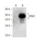 IP6K1 Antibody (A-10) - Western Blotting - Image 149662 