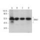 IP6K1 Antibody (E-11) - Western Blotting - Image 374844 